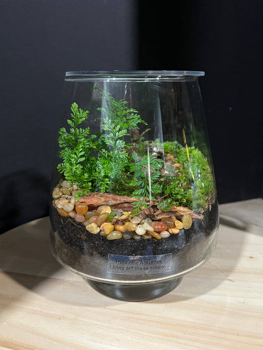 Terrarium 961