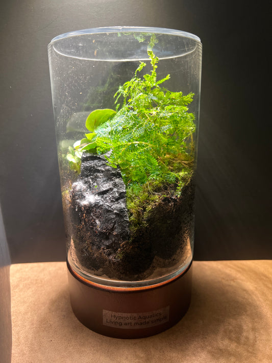Terrarium 231