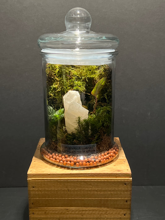 Terrarium #164