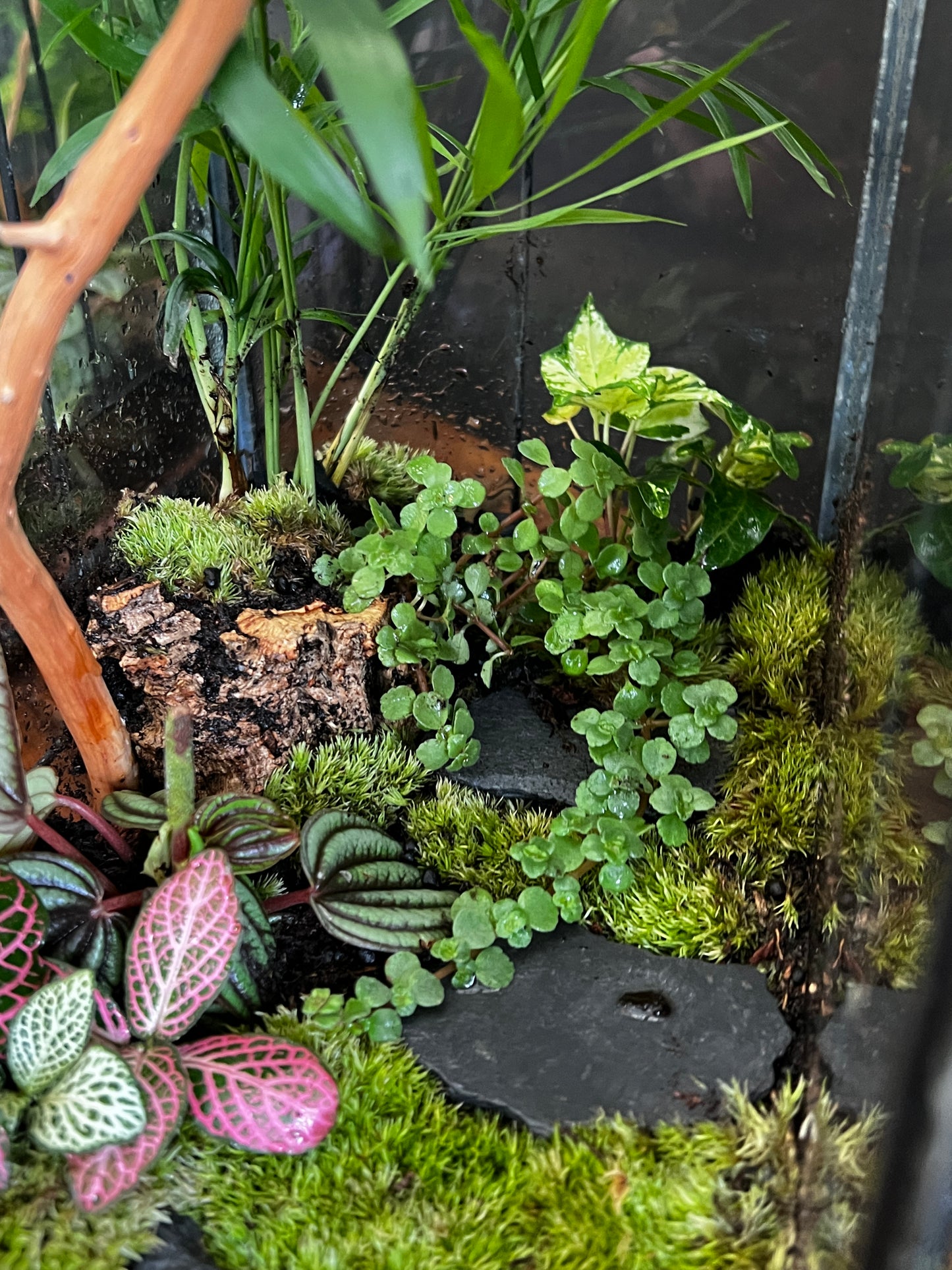 Terrarium 868