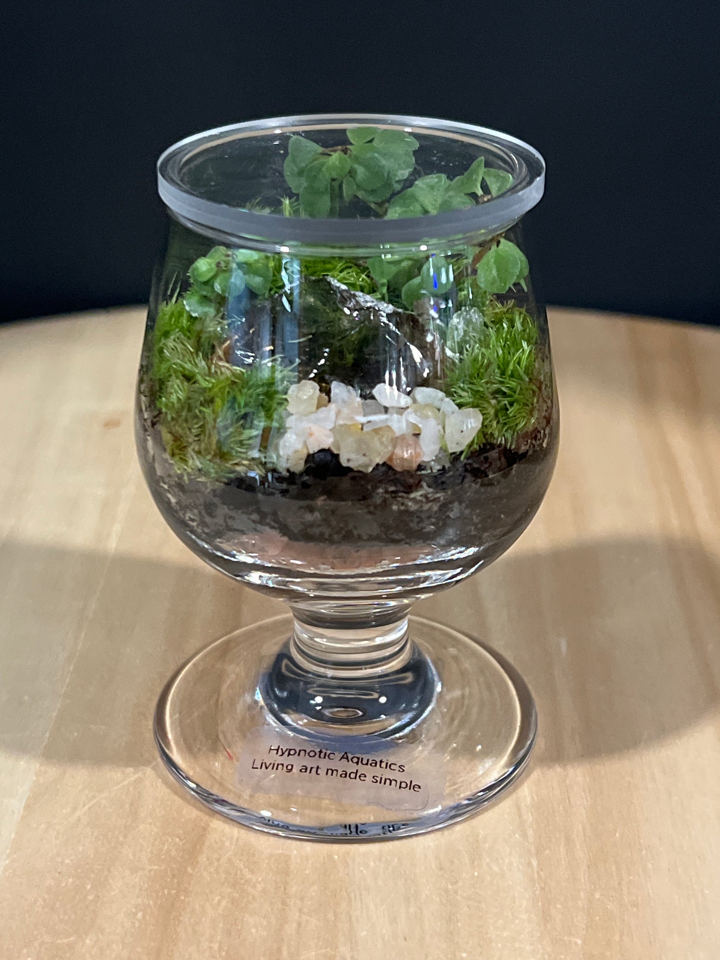 Terrarium 586