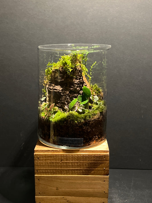 Terrarium #168