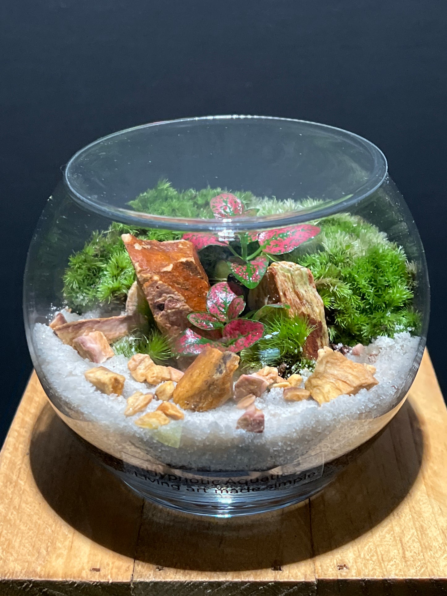 Terrarium #80
