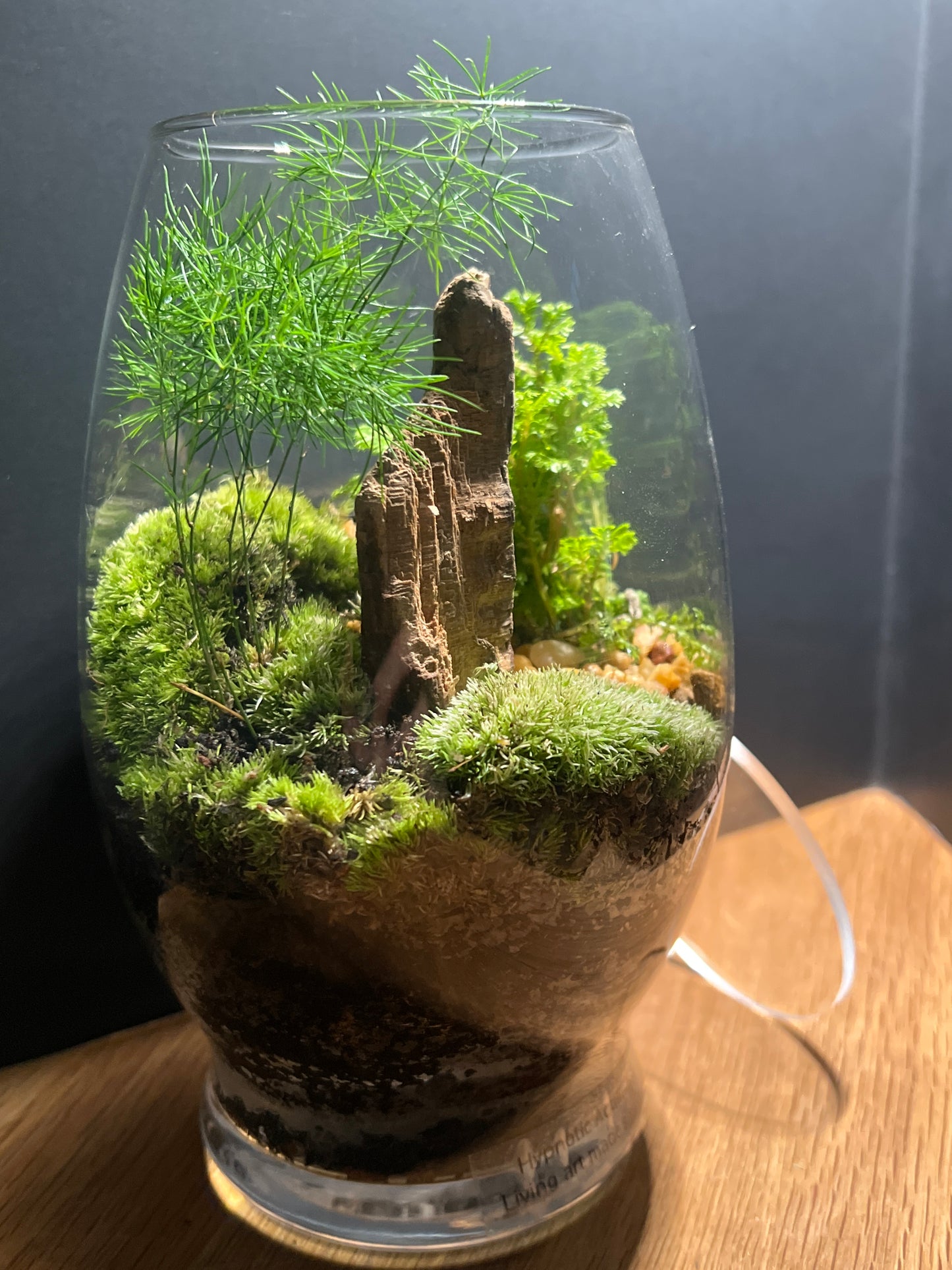 Terrarium #147