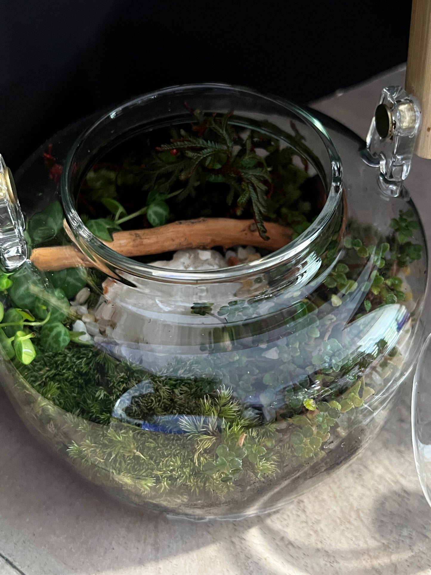 Terrarium 891