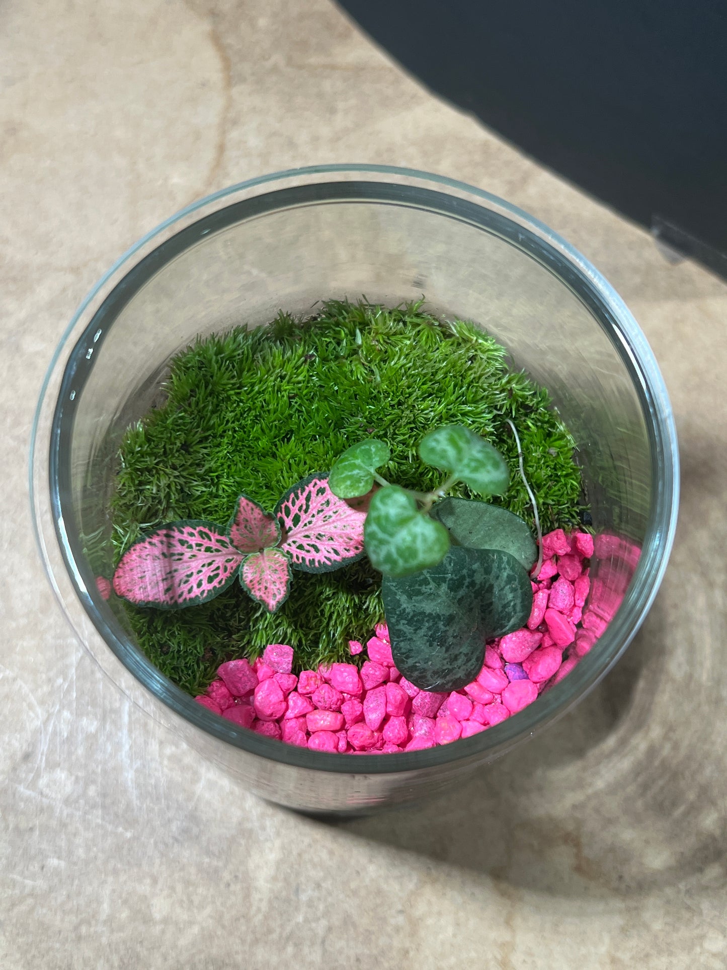 Terrarium 852