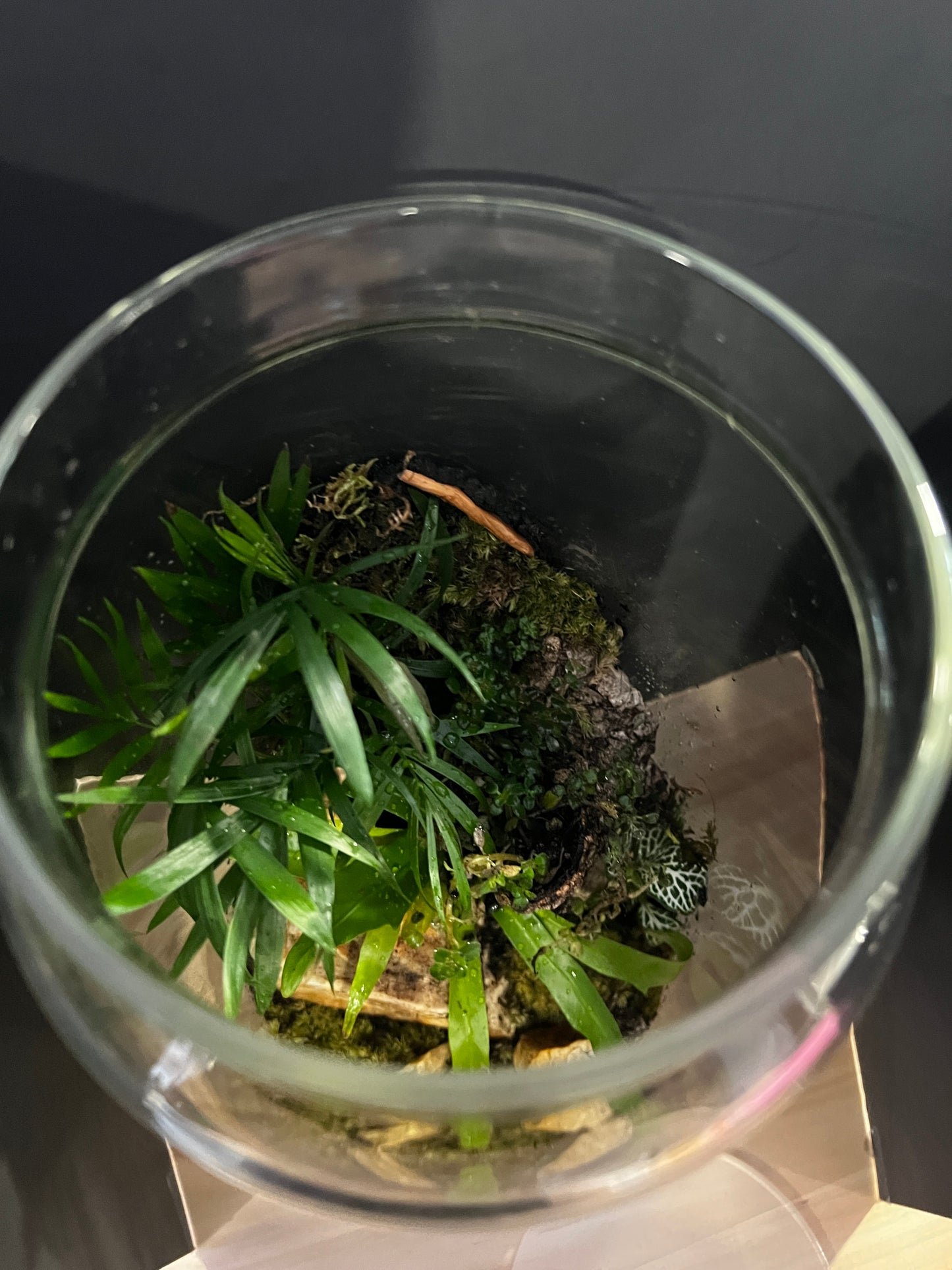 Terrarium 826