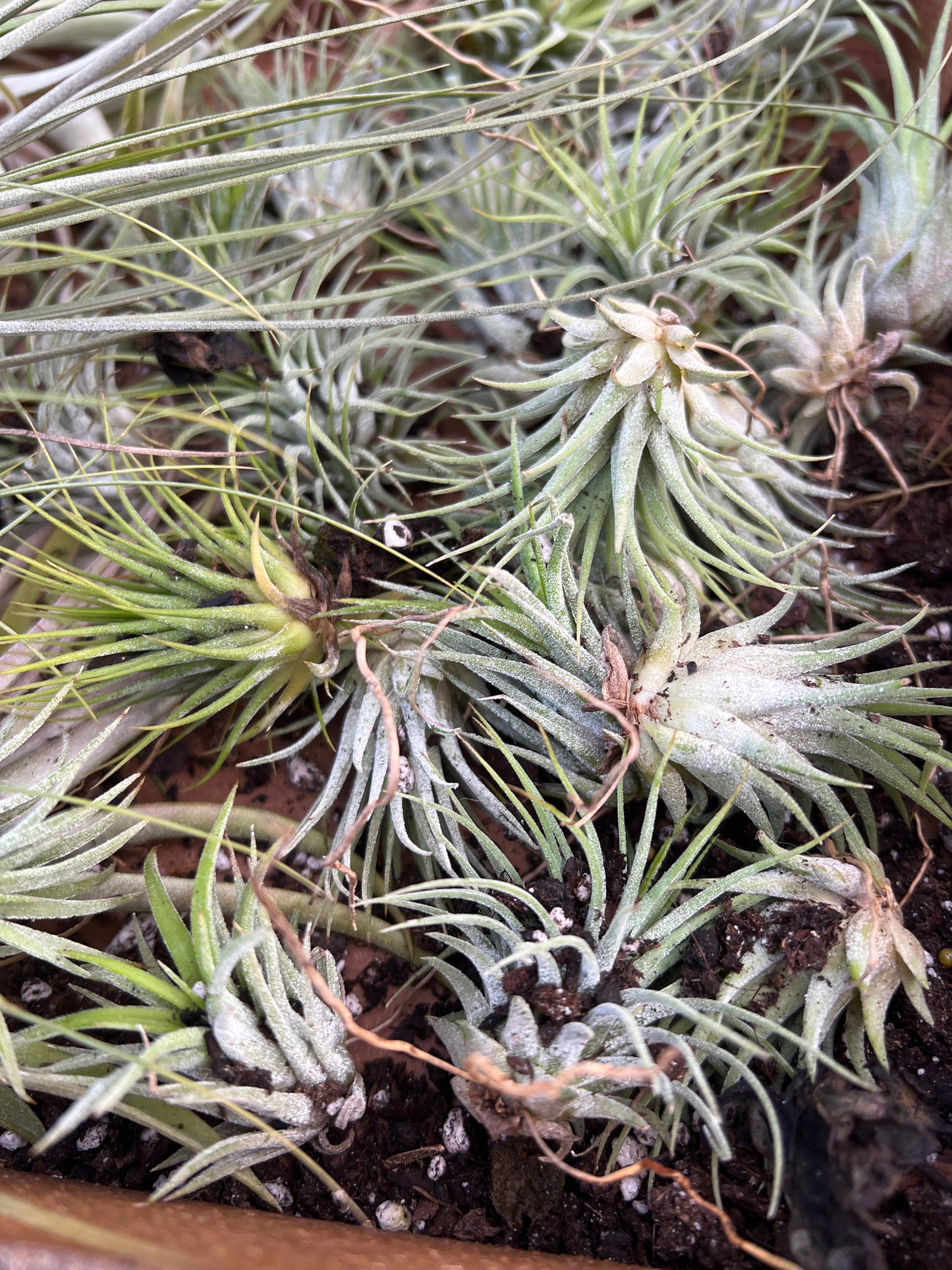 Tillansdia Small (Air Plant)