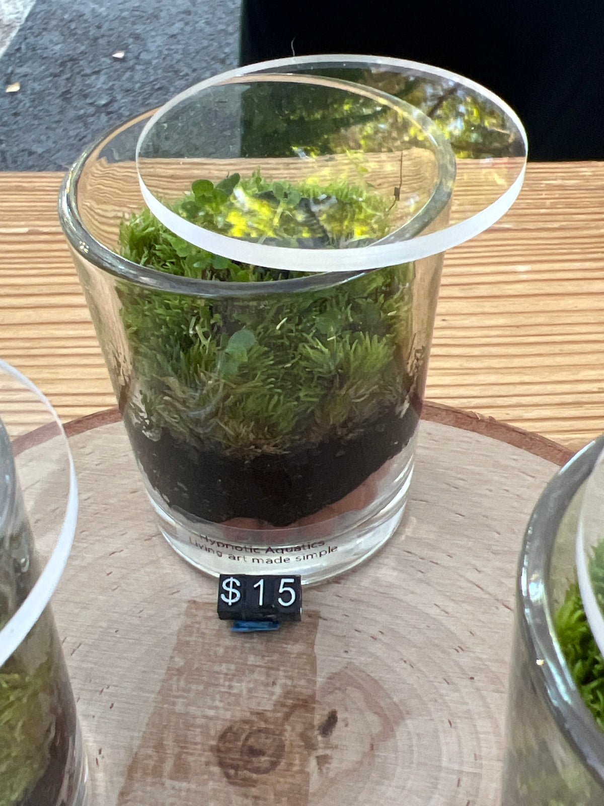 Terrarium 943