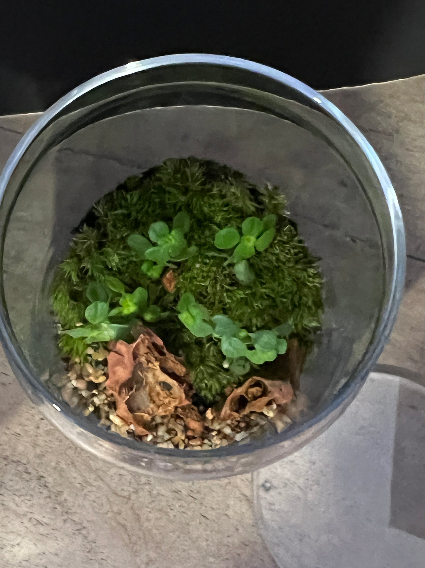 Terrarium 889