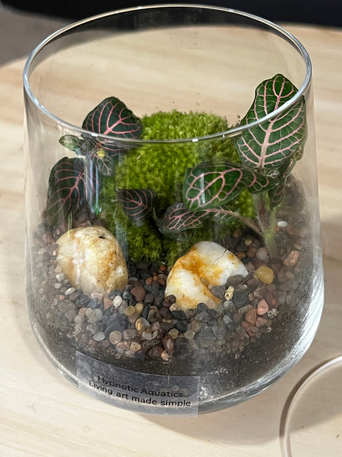 Terrarium 992