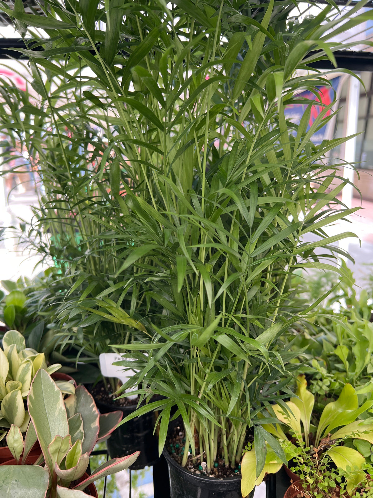 Live Plants: 4” Tall Parlor Palm