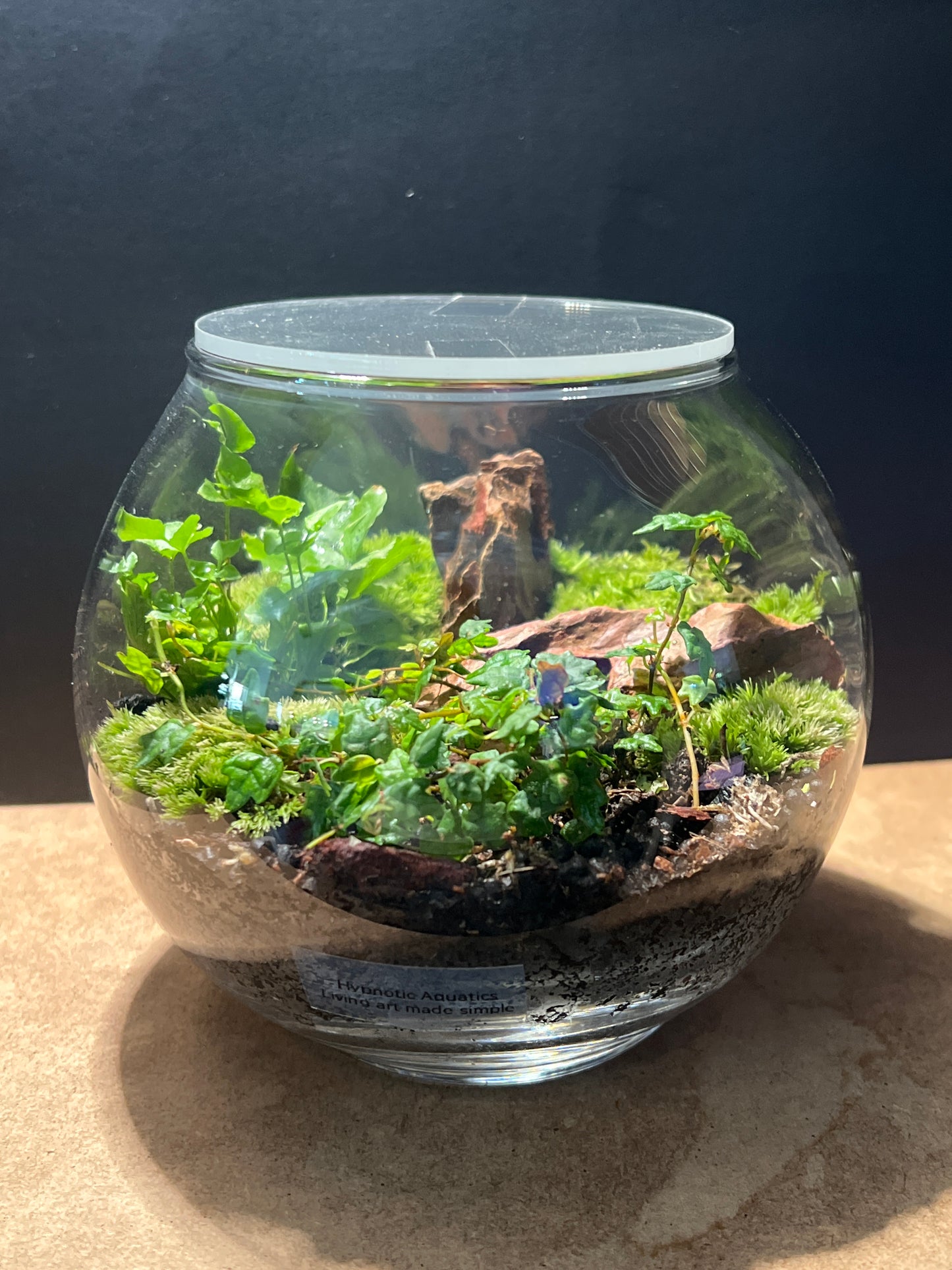 Terrarium 474