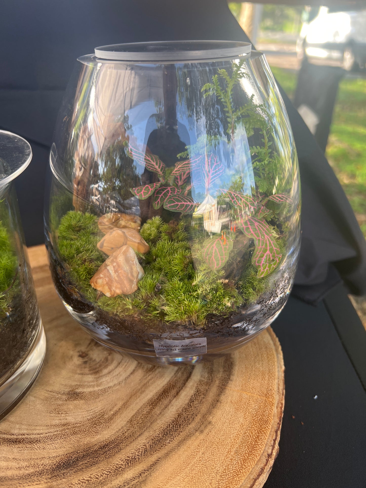 Terrarium 929
