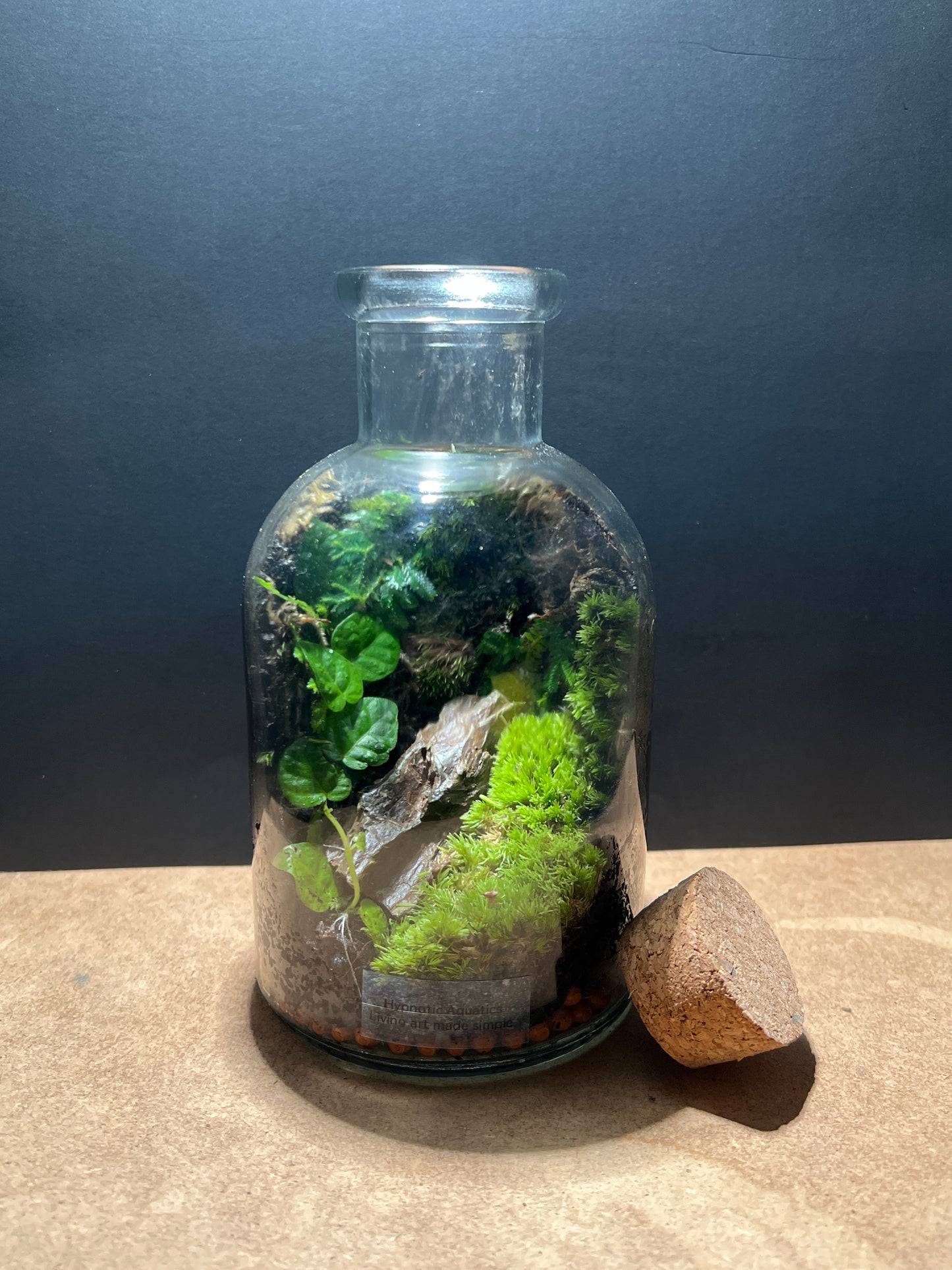 Terrarium 501