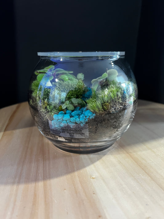 Terrarium 799