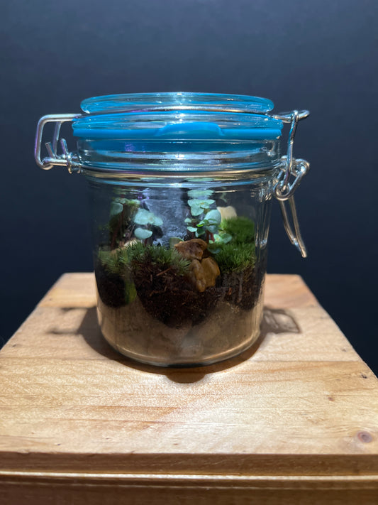 Terrarium #18