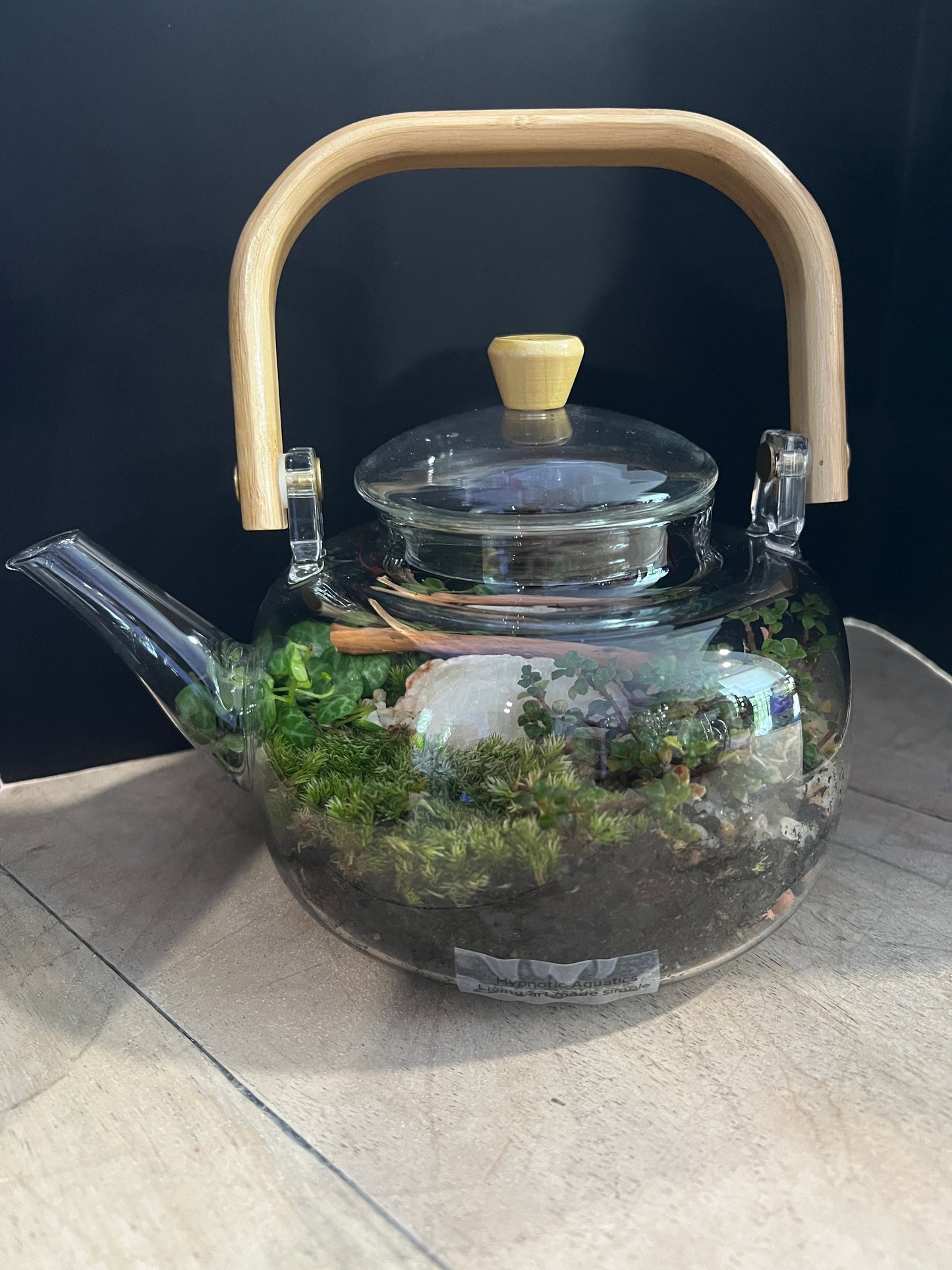 Terrarium 891