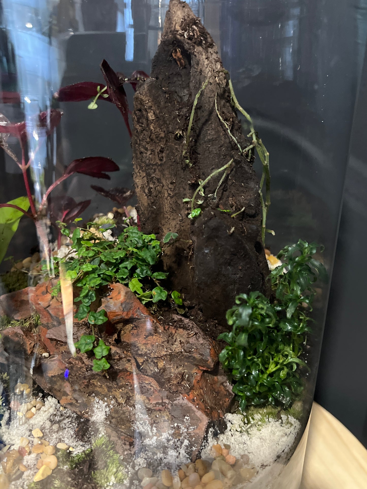 Terrarium 728