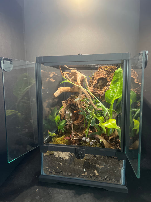 Terrarium 295 Habitat