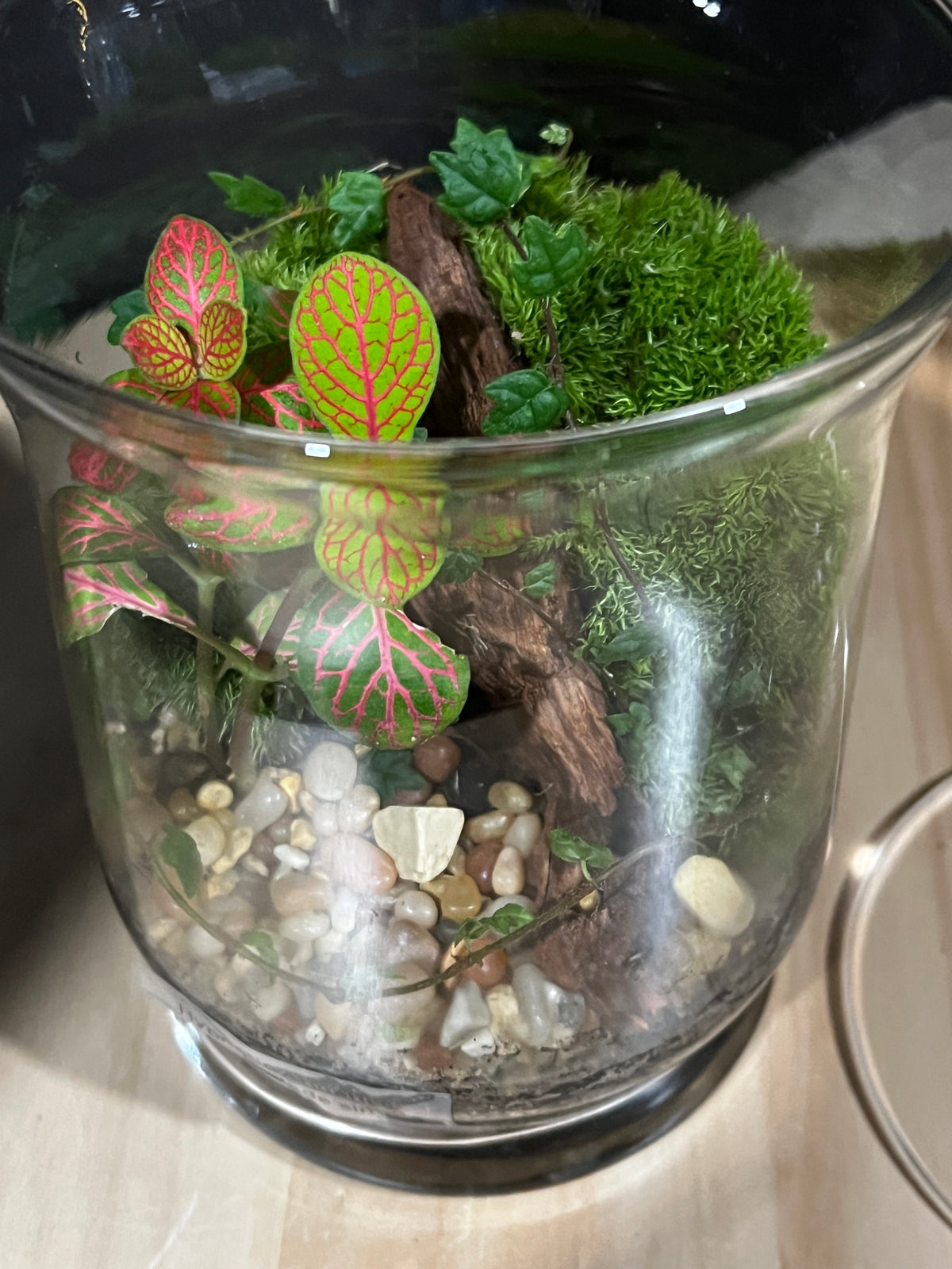 Terrarium 960