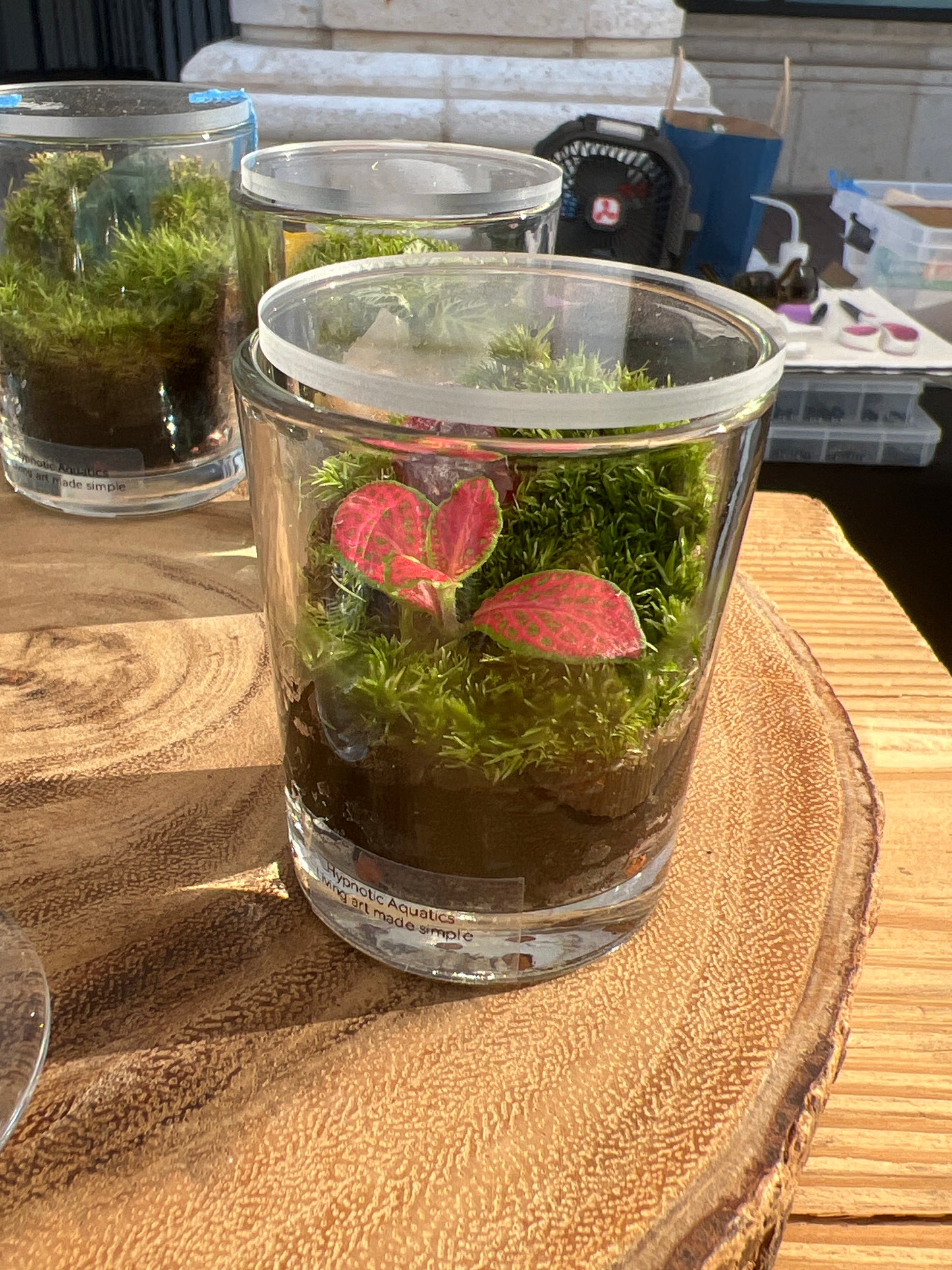 Terrarium 869