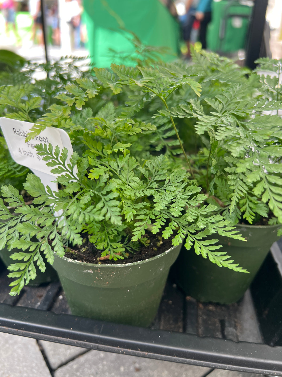 Live Plants: 4” Rabbit’s Foot Fern