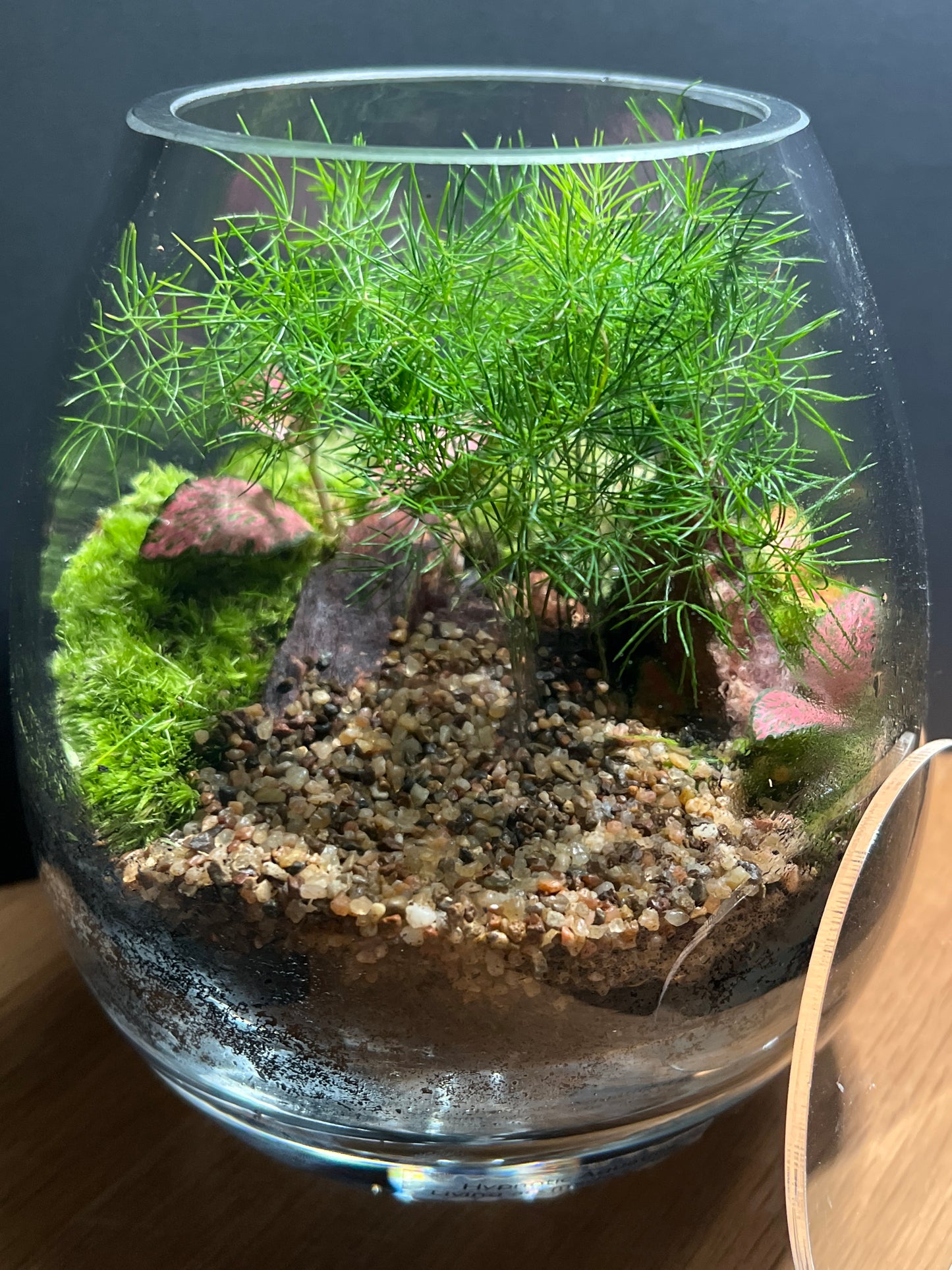 Terrarium 515