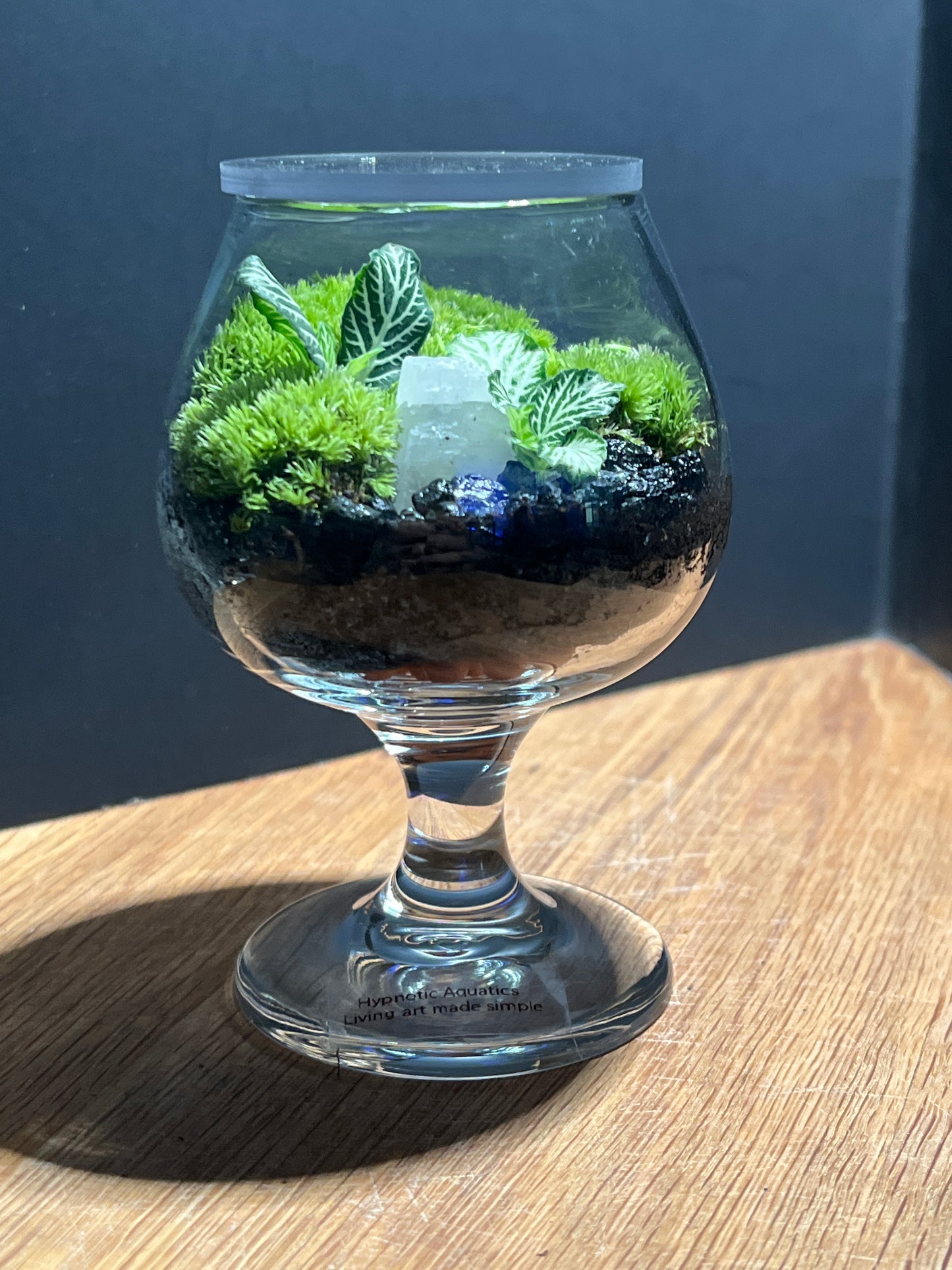 Terrarium 522