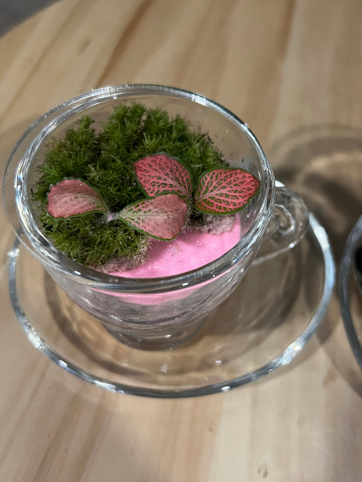 Terrarium 987 (seti)