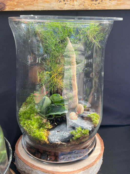 Terrarium 858