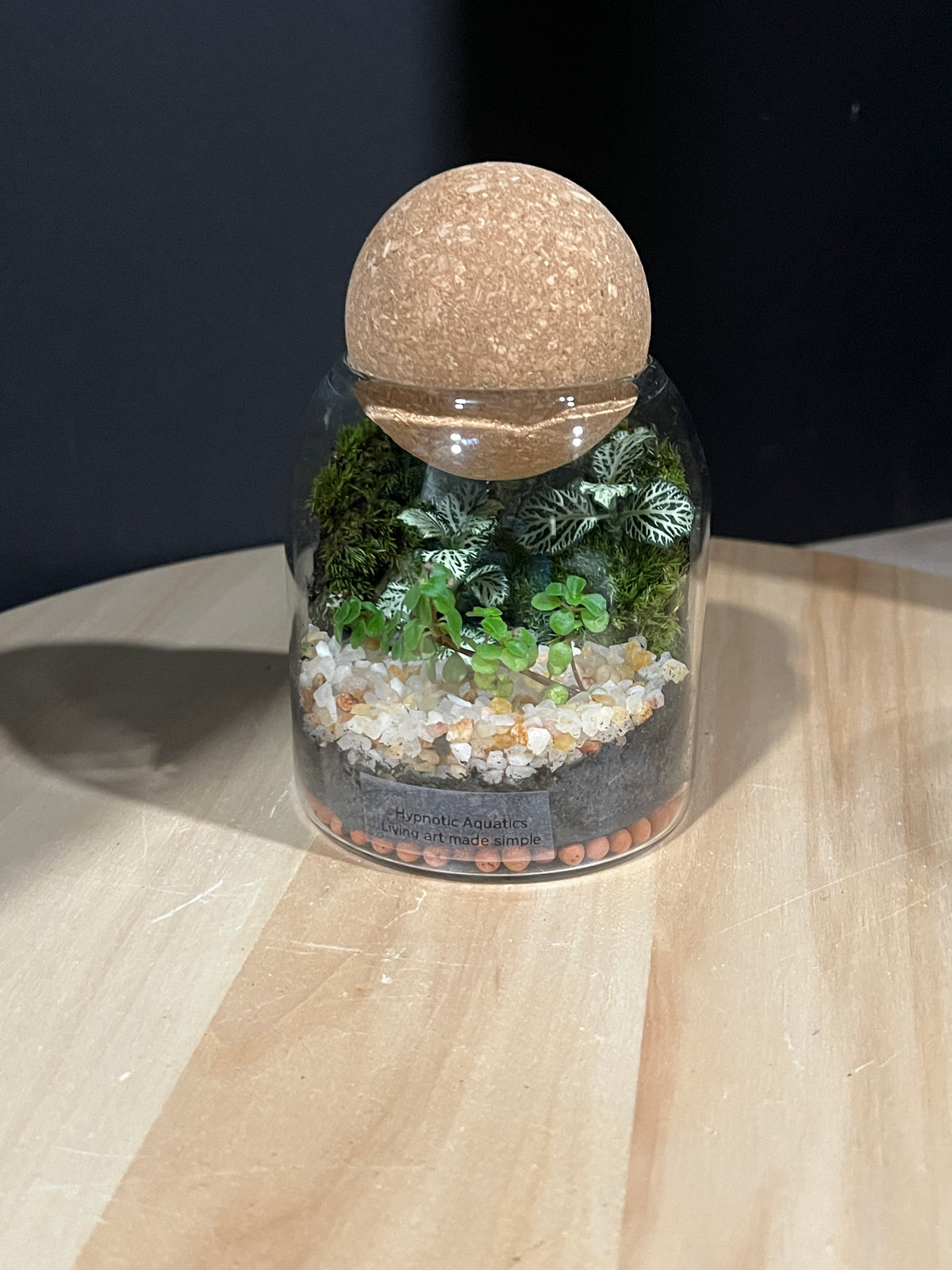 Terrarium 954
