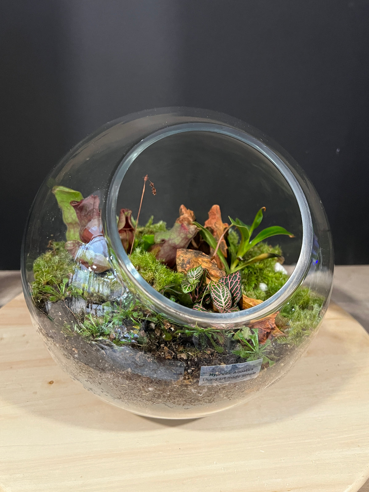 Terrarium 991