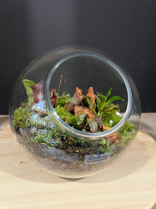 Terrarium 991