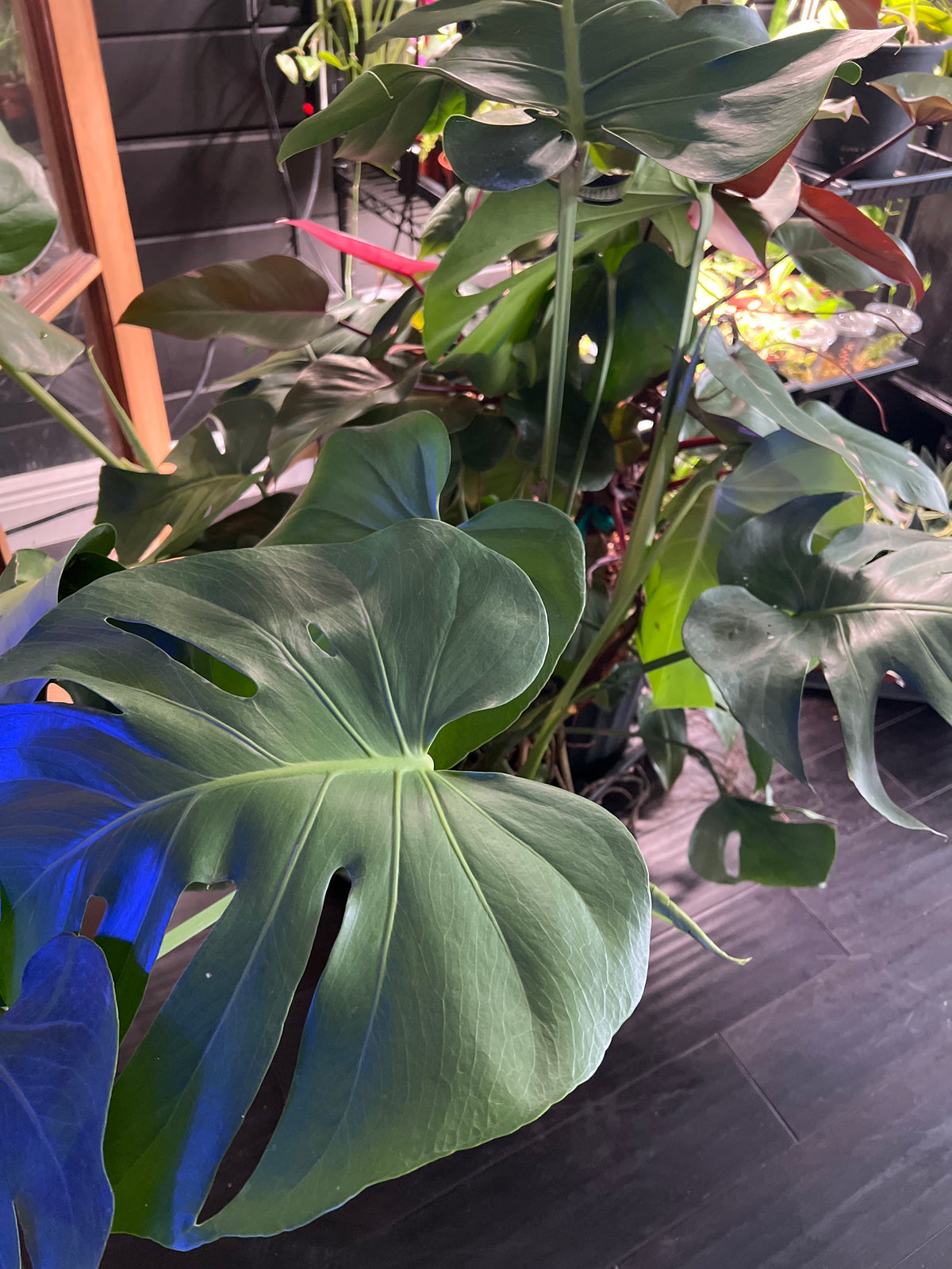 Live Plants: Monstera Deliciosa 10”
