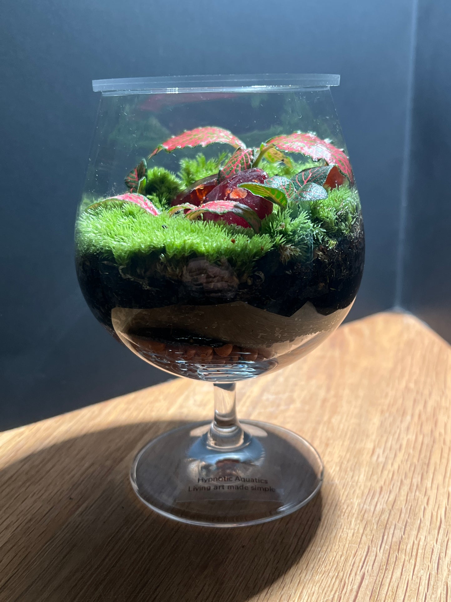 Terrarium 479