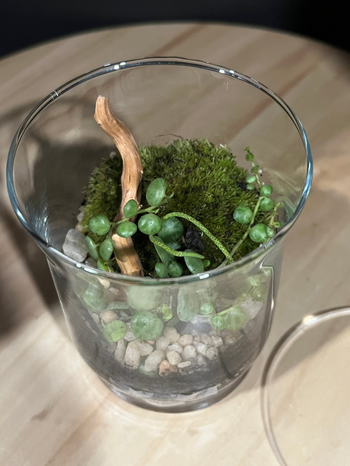 Terrarium 972