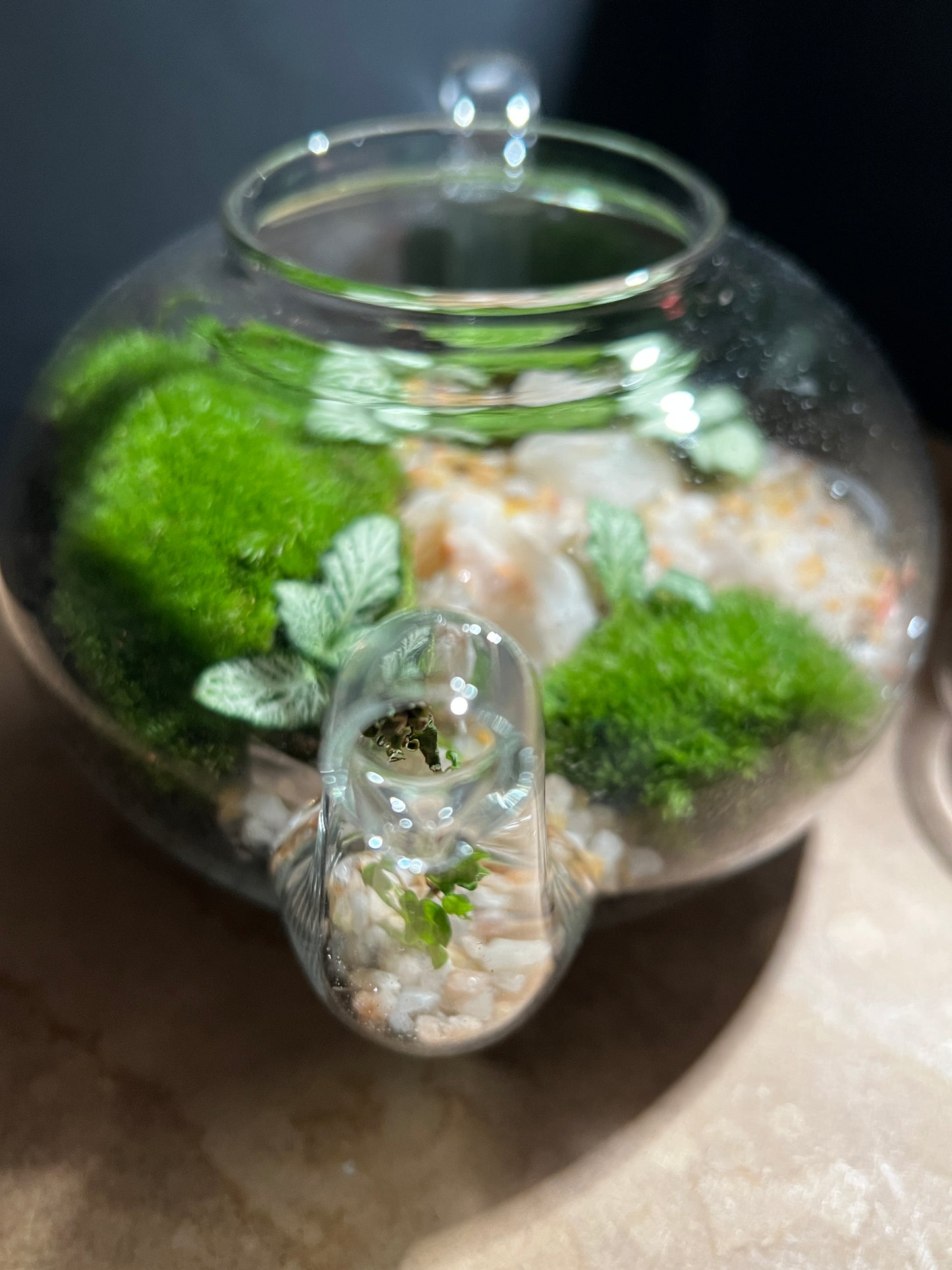 Terrarium 899