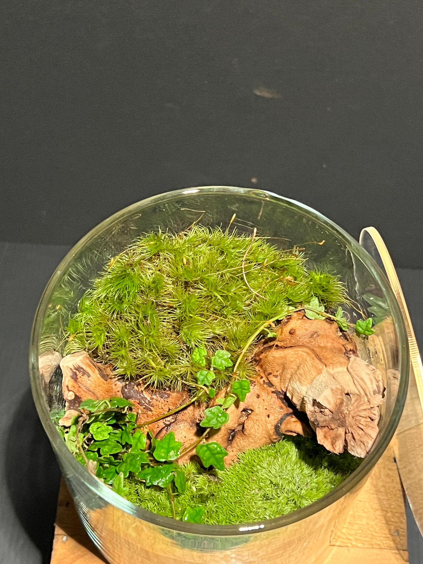Terrarium #175