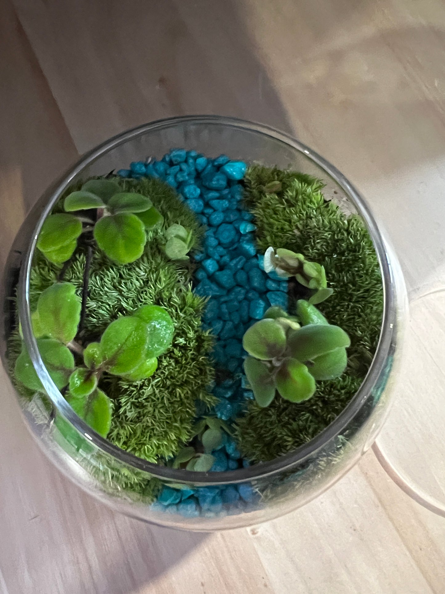 Terrarium 799