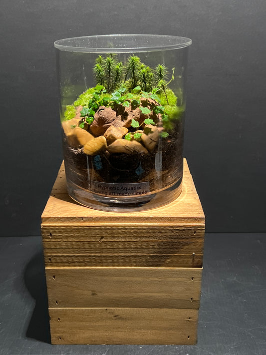 Terrarium 185