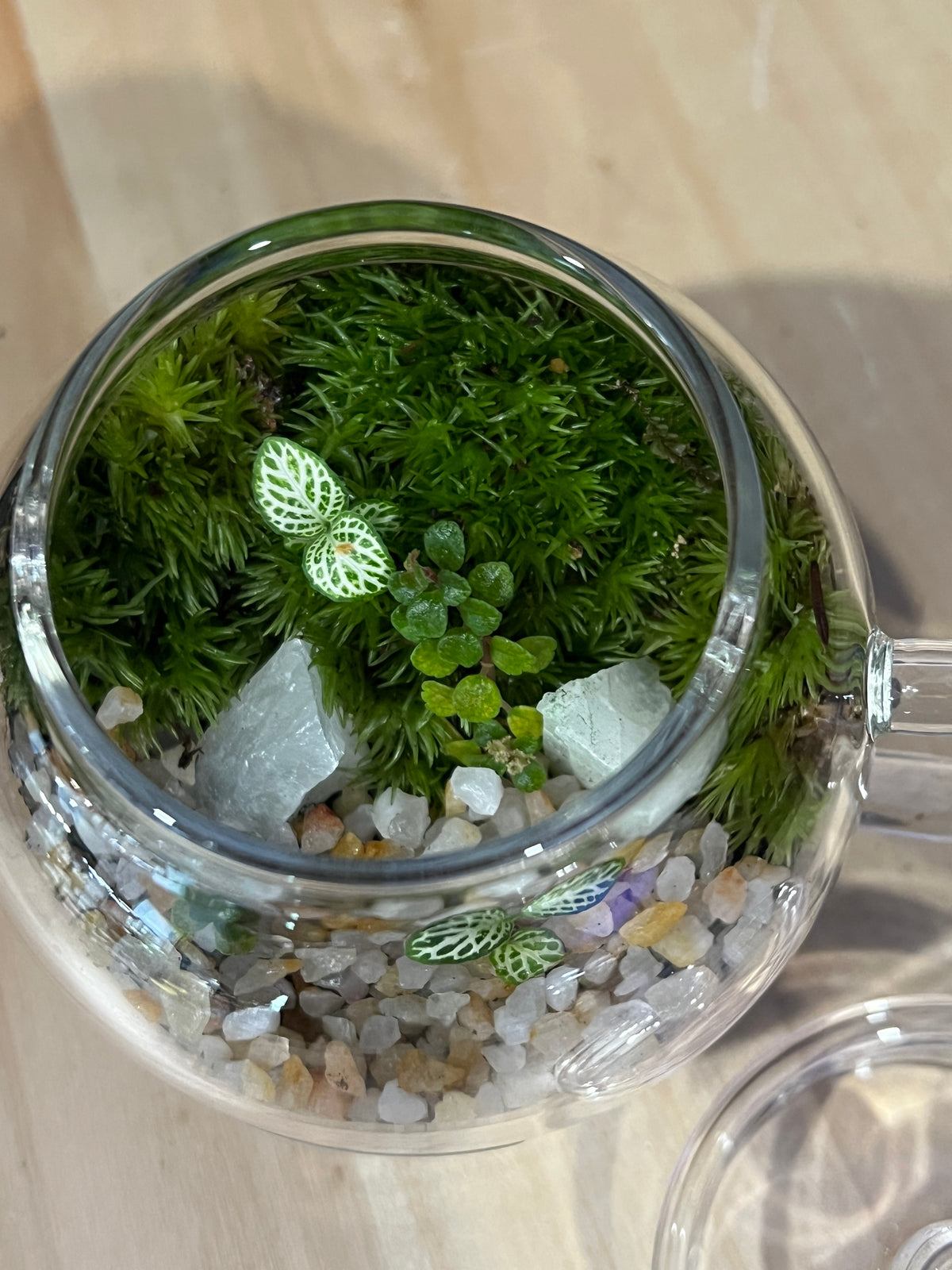 Terrarium 975