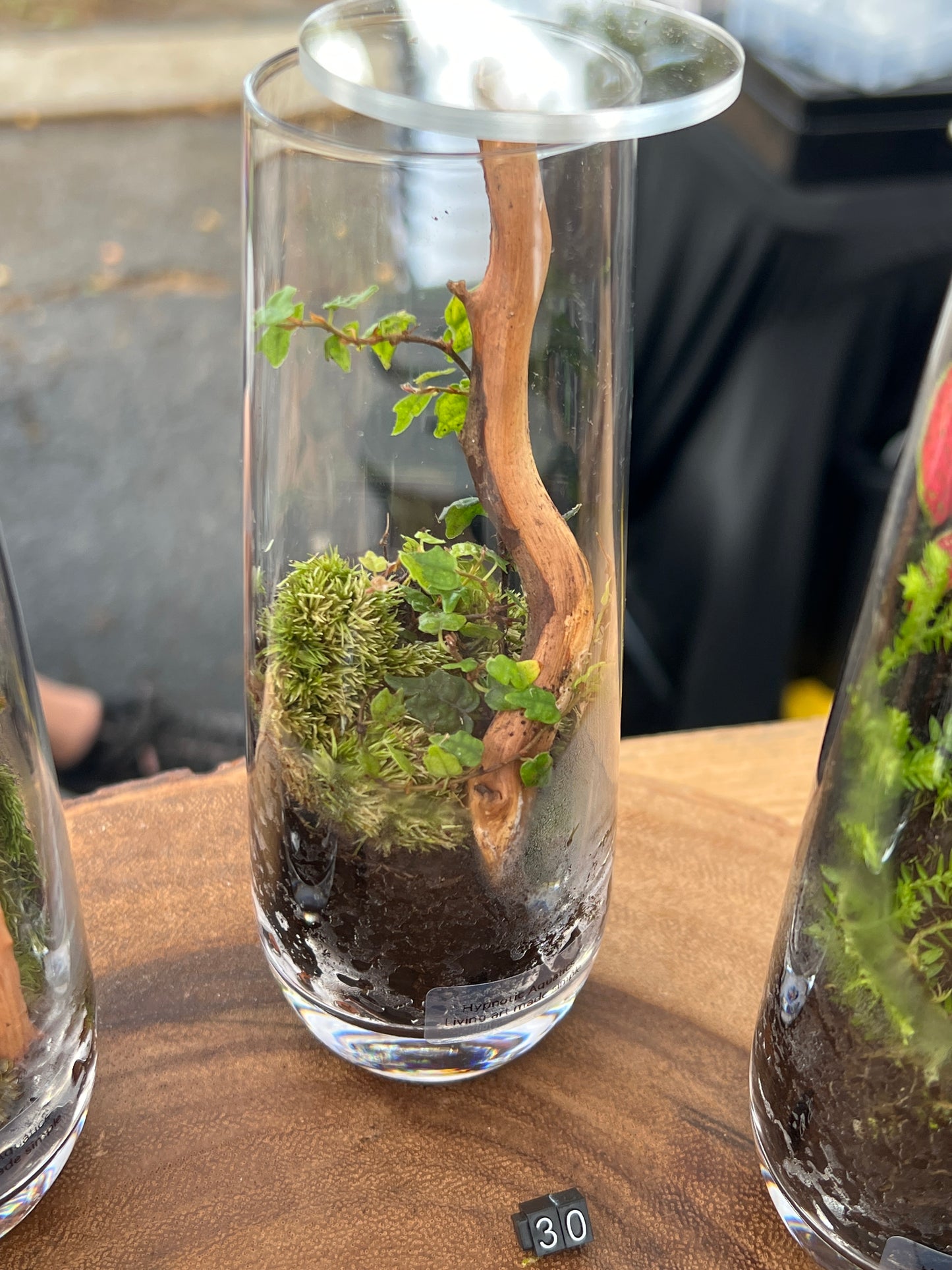 Terrarium 862
