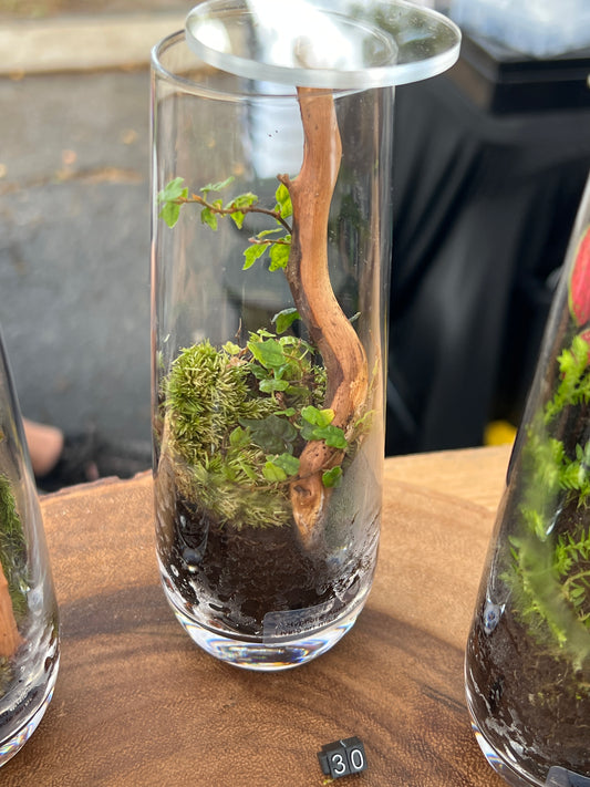 Terrarium 862