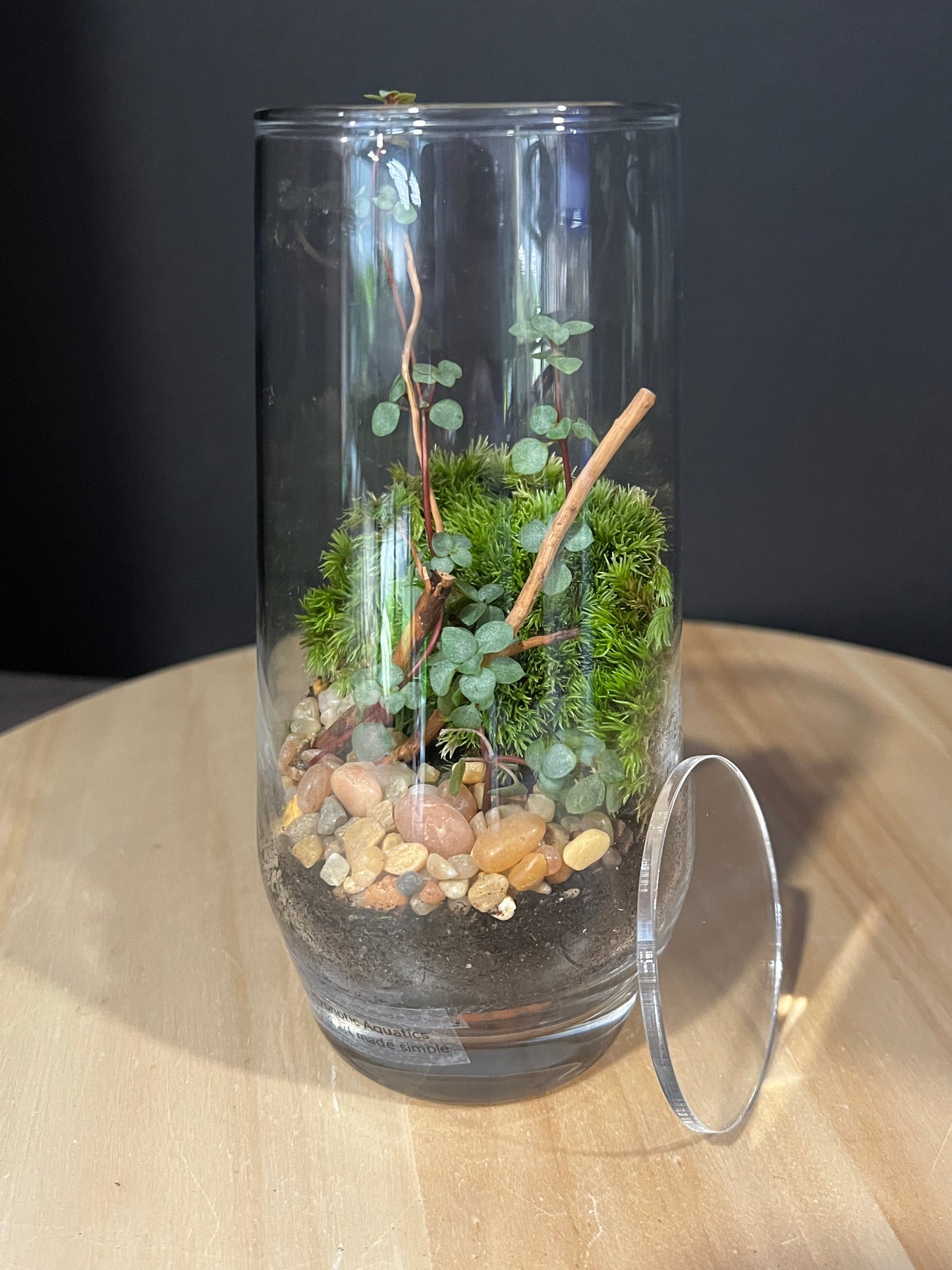 Terrarium 915