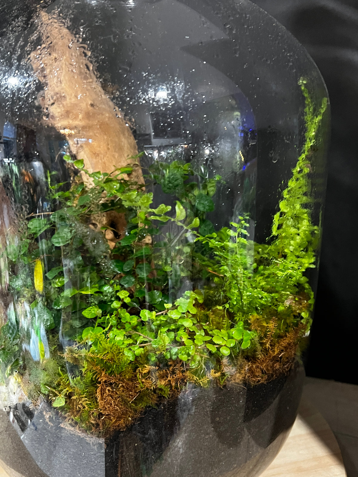 Terrarium 997