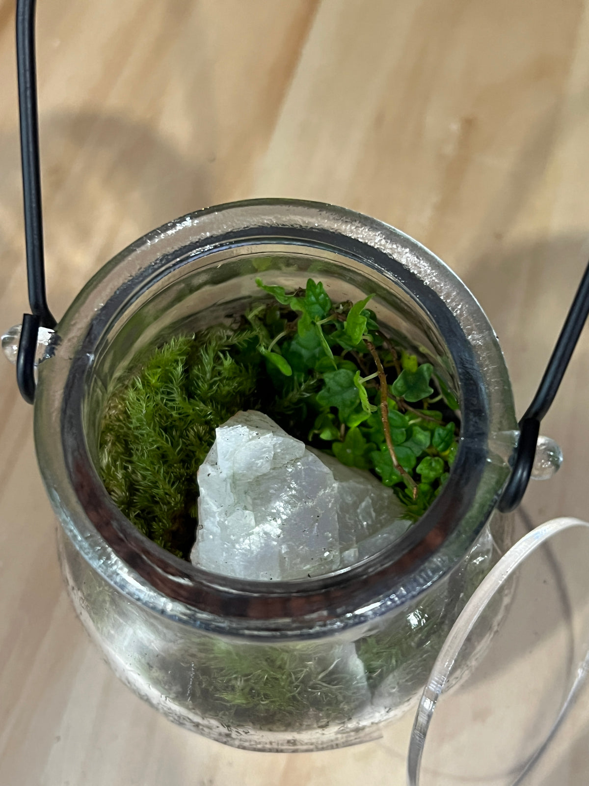 Terrarium 983