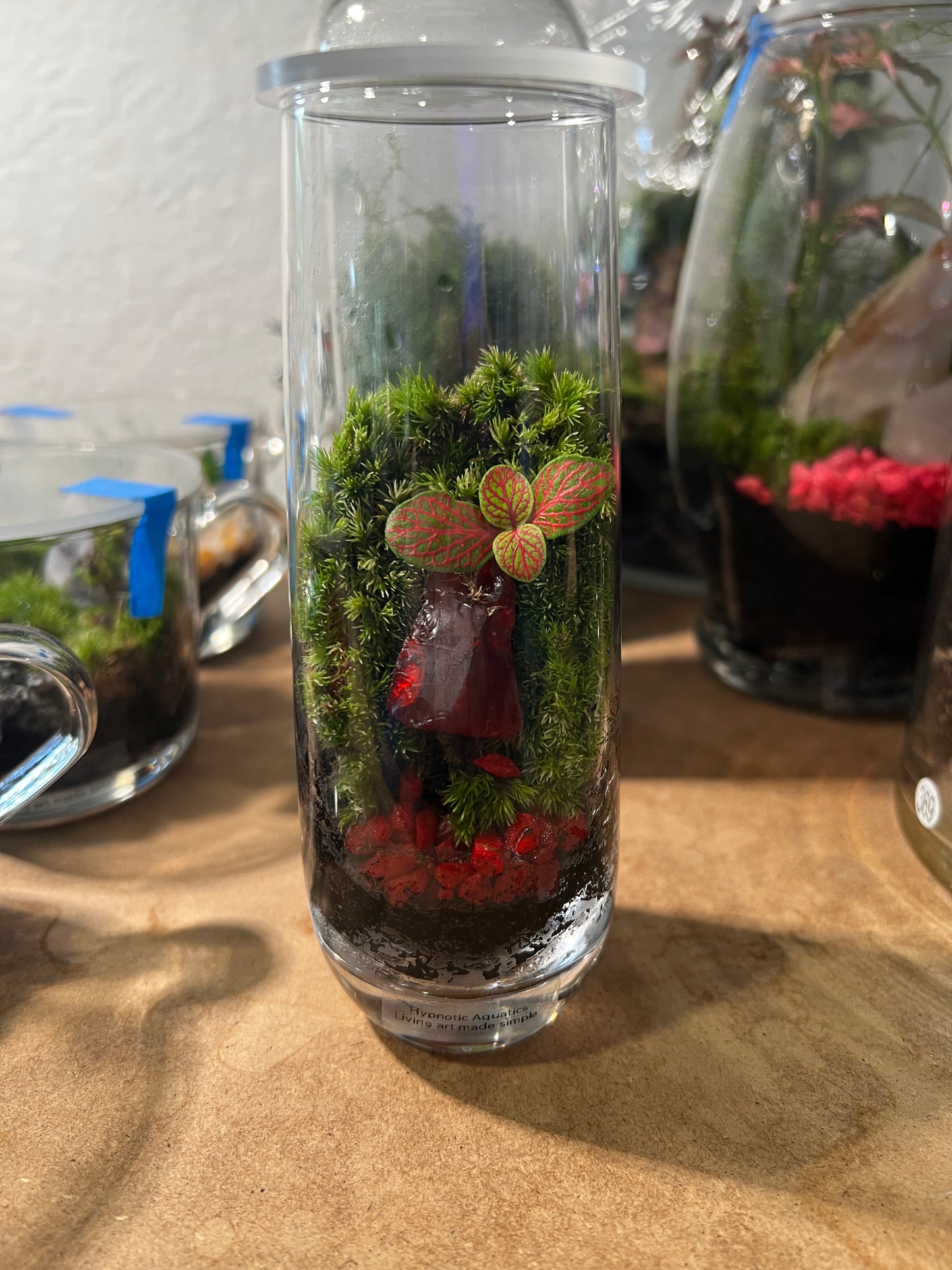 Terrarium 833