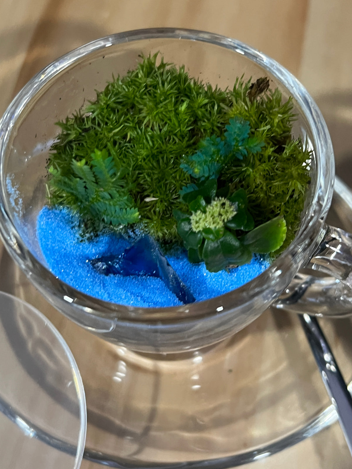 Terrarium 985 (seti)