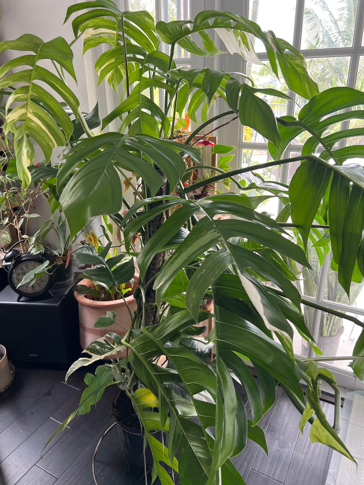 Live Plants: Monstera Thai Constellation 10” Totem